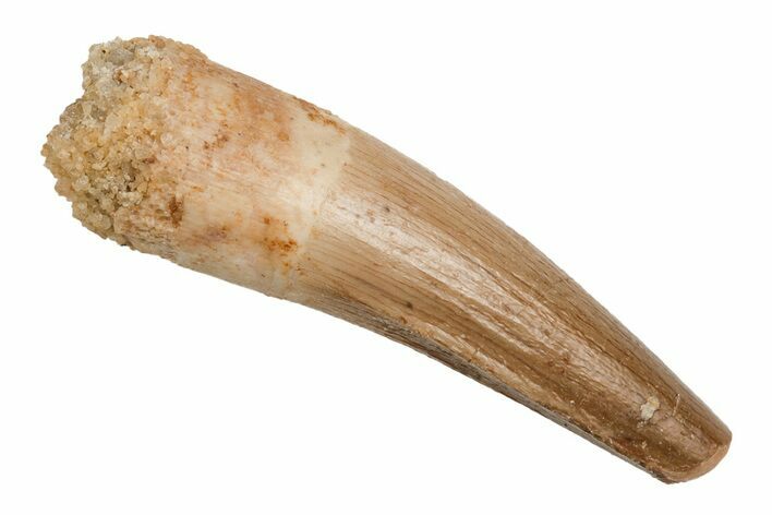 Baby Spinosaurus Tooth - Real Dinosaur Tooth #204313